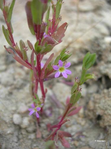 Salicaire à feuilles d'hyssope (Lythrum hyssopifolia) © P. Gourdain