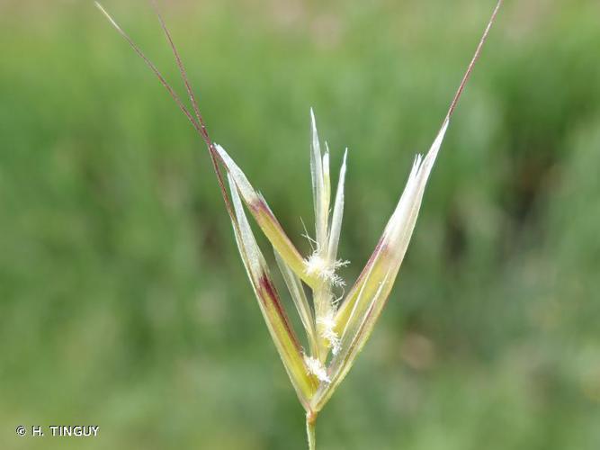 Avoine pubescente (Avenula pubescens) © H. TINGUY