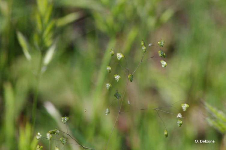 Petite amourette (Briza minor) © O. Delzons