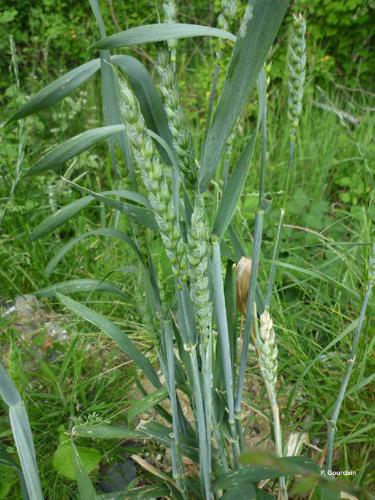 Blé tendre (Triticum aestivum) © P. Gourdain