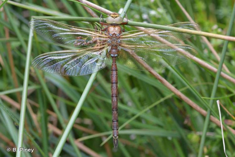 Grande Aeschne (La) (Aeshna grandis) © B. Piney