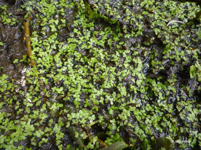 Petite lentille d'eau (Lemna minor) © P. Gourdain