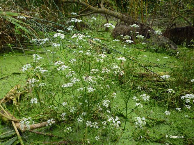 Oenanthe phellandre (Oenanthe aquatica) © P. Gourdain