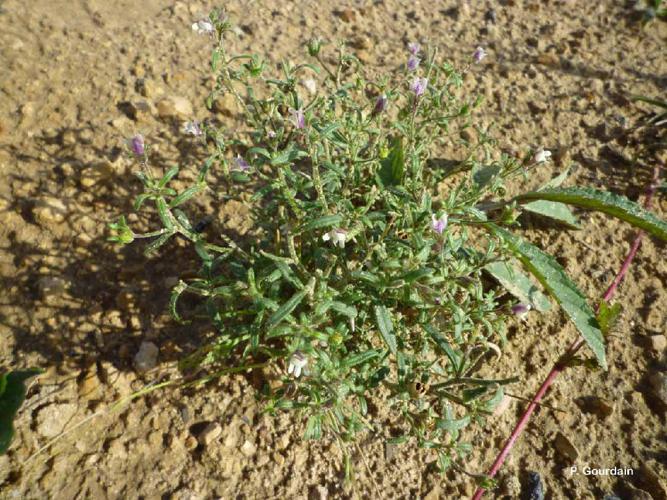 Petite linaire (Chaenorhinum minus) © P. Gourdain