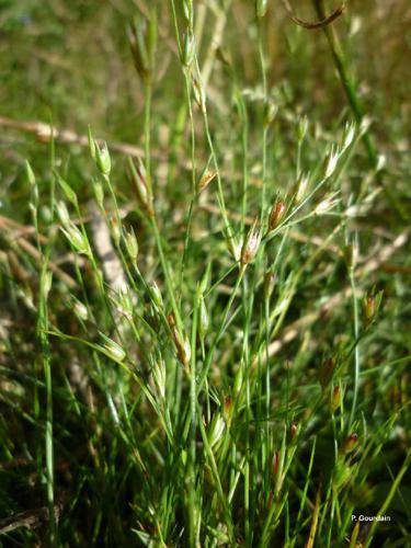 Jonc des crapauds (Juncus bufonius) © P. Gourdain