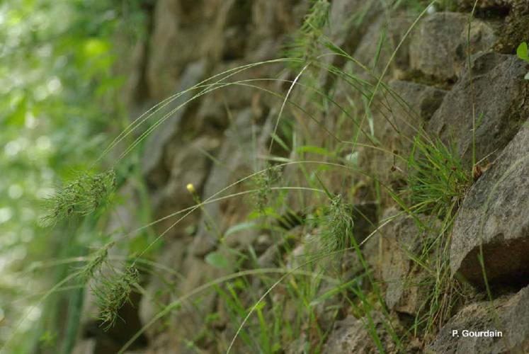 Pâturin bulbeux (Poa bulbosa) © P. Gourdain