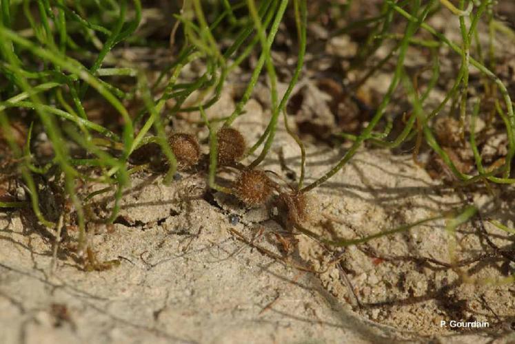 Boulette d'eau (Pilularia globulifera) © P. Gourdain