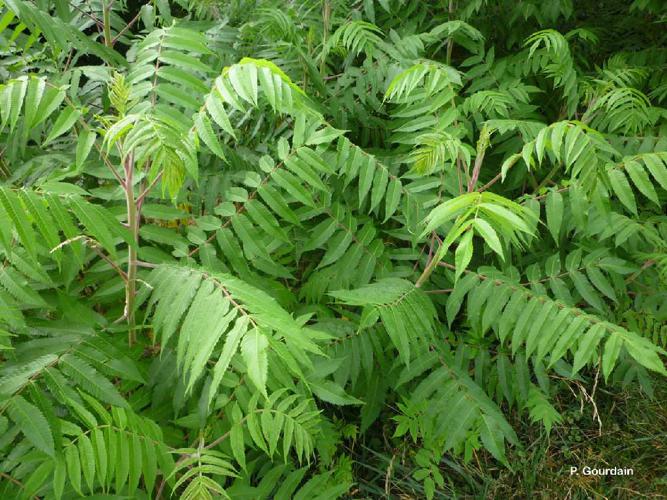 Sumac hérissé (Rhus typhina) © P. Gourdain