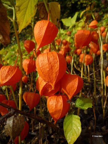 Coqueret (Physalis alkekengi) © P. Gourdain