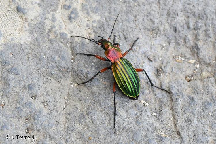 Carabe à reflets d'or (Le) (Carabus auronitens costellatus) © J. Touroult