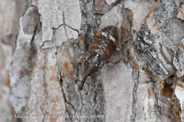 Pissode du pin (Pissodes castaneus) © J. Touroult - LPR Corse 2019 - MNHN-CdC-AFB