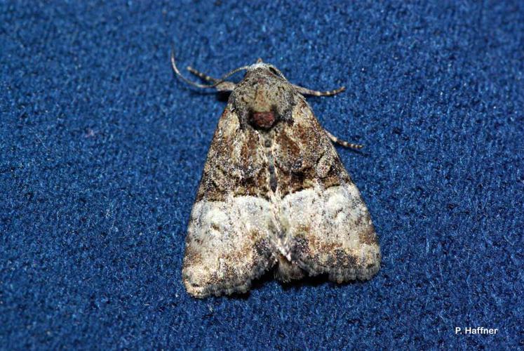 Noctuelle furoncule (La) (Mesoligia furuncula) © P. Haffner