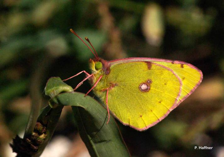 Fluoré (Le) (Colias alfacariensis) © P. Haffner