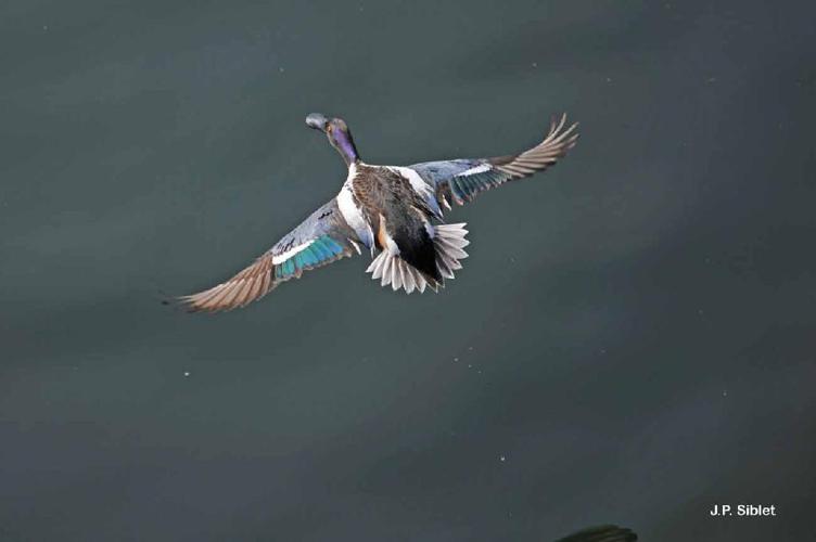 Canard souchet (Anas clypeata) © J.P. Siblet