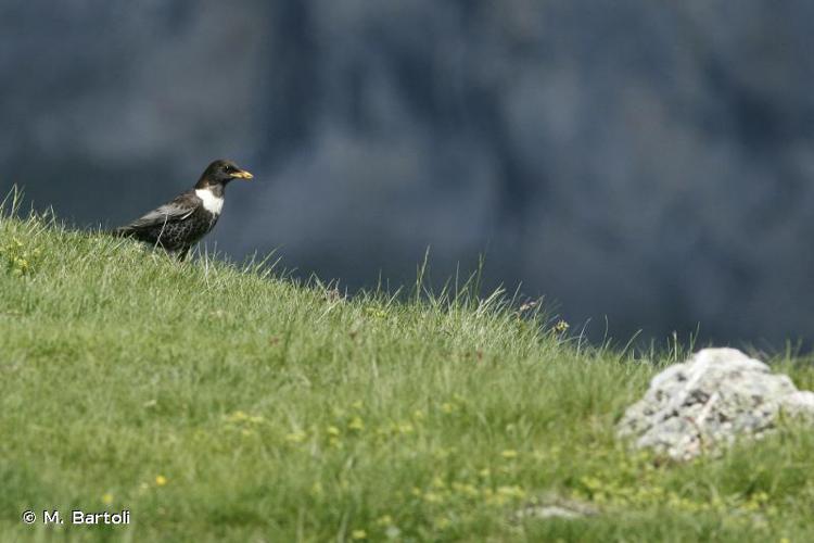 Merle à plastron (Turdus torquatus) © M. Bartoli