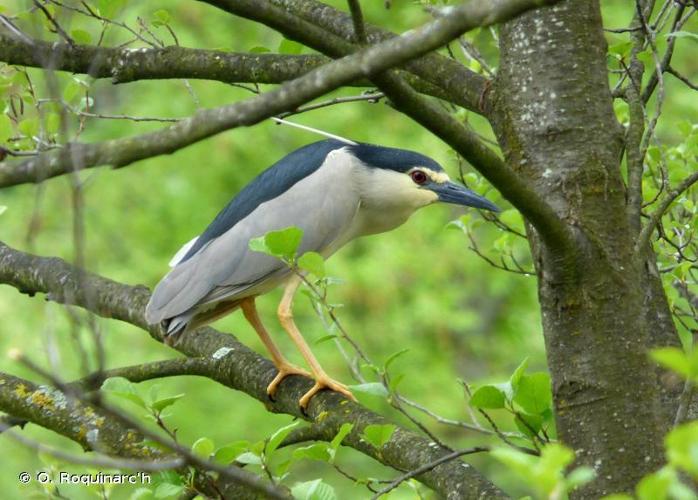 Héron bihoreau (Nycticorax nycticorax) © O. Roquinarc'h