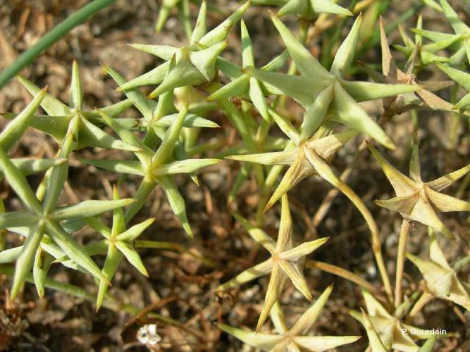 Étoile d'eau (Damasonium alisma) © P. Gourdain