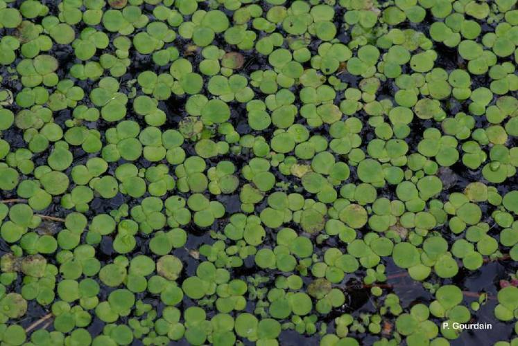 Spirodèle à plusieurs racines (Spirodela polyrhiza) © P. Gourdain