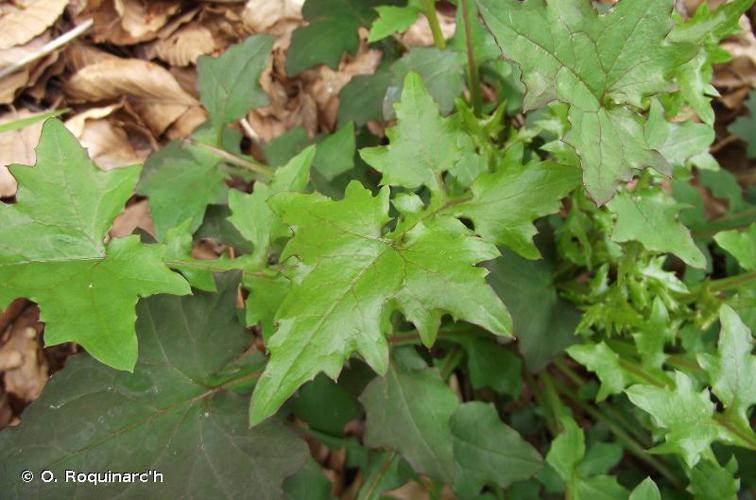 Pendrille (Lactuca muralis) © O. Roquinarc'h