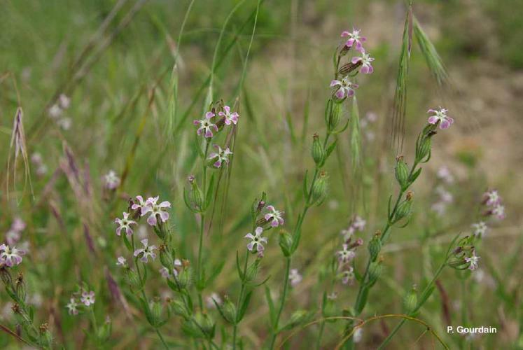 Silène de France (Silene gallica) © P. Gourdain