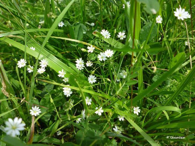 Stellaire graminée (Stellaria graminea) © P. Gourdain