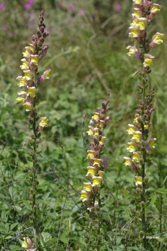 Muflier à grandes fleurs (Antirrhinum latifolium) © P. Gourdain