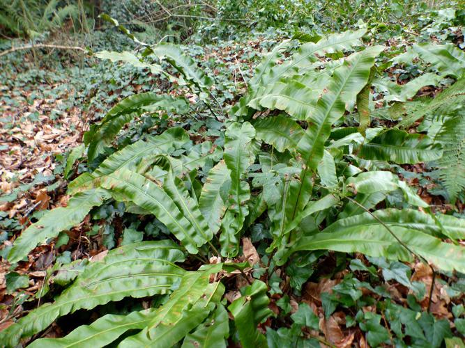 Scolopendre (Asplenium scolopendrium) © Morvan Debroize