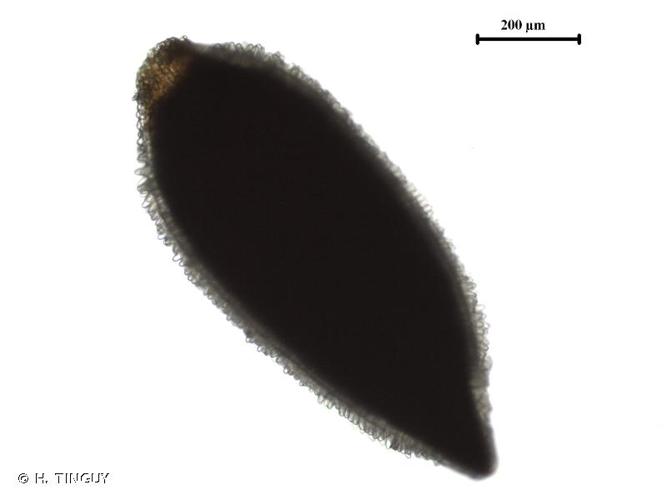 Épilobe cilié (Epilobium ciliatum) © H. TINGUY
