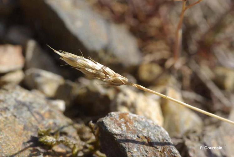 Canche printanière (Aira praecox) © P. Gourdain