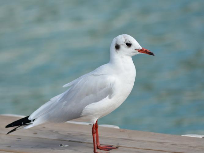 Mouette rieuse (Chroicocephalus ridibundus) - plumage inter-nuptial © Morvan Debroize