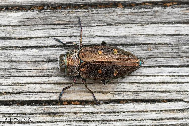 Chrysobothre ressemblant (Chrysobothris affinis affinis) © J. Touroult