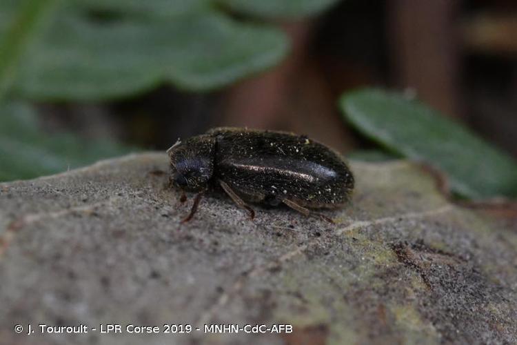 Vrillette bleuâtre (Xestobium plumbeum) © J. Touroult - LPR Corse 2019 - MNHN-CdC-AFB