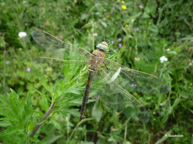 Anax napolitain (L') (Anax parthenope) © P. Gourdain