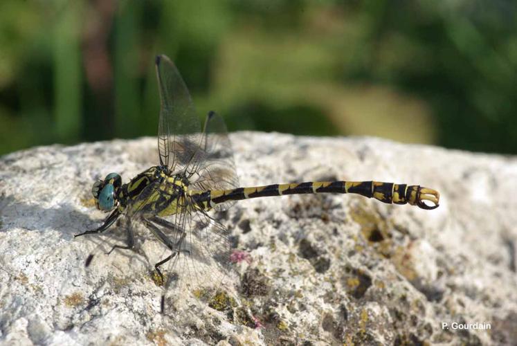 Gomphe à crochets (Le) (Onychogomphus uncatus) © P. Gourdain