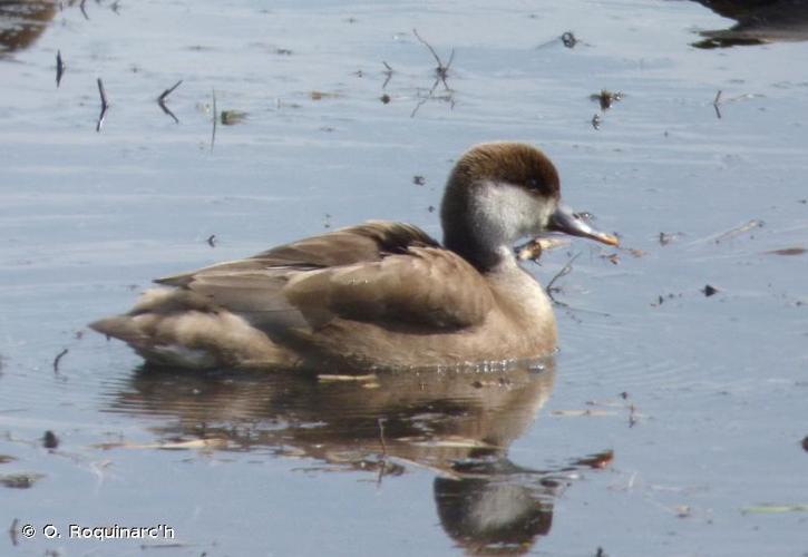 Nette rousse (Netta rufina) © O. Roquinarc'h