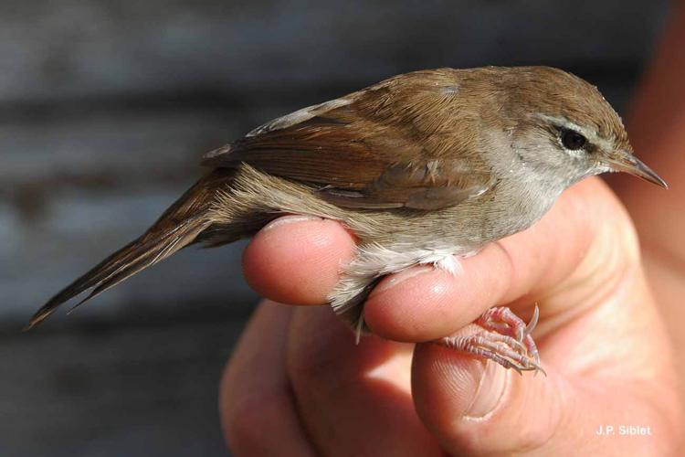 Bouscarle de Cetti (Cettia cetti) © J.P. Siblet