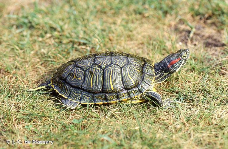 Trachémyde écrite (La) (Trachemys scripta elegans) © J.-C. de Massary