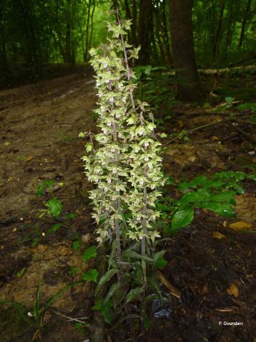 Épipactis pourpre (Epipactis viridiflora) © P. Gourdain