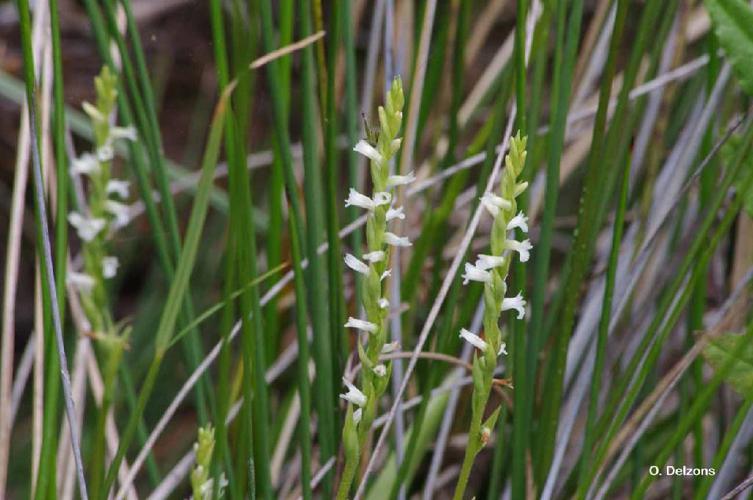 Spiranthe d'été (Spiranthes aestivalis) © O. Delzons