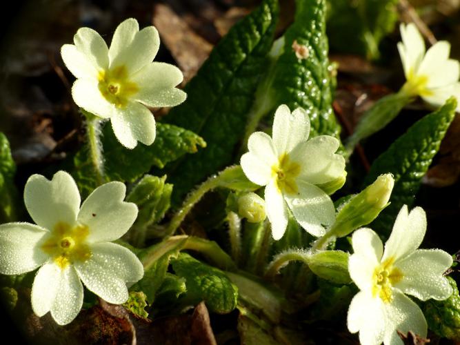 Primevère acaule (Primula vulgaris) © Morvan Debroize