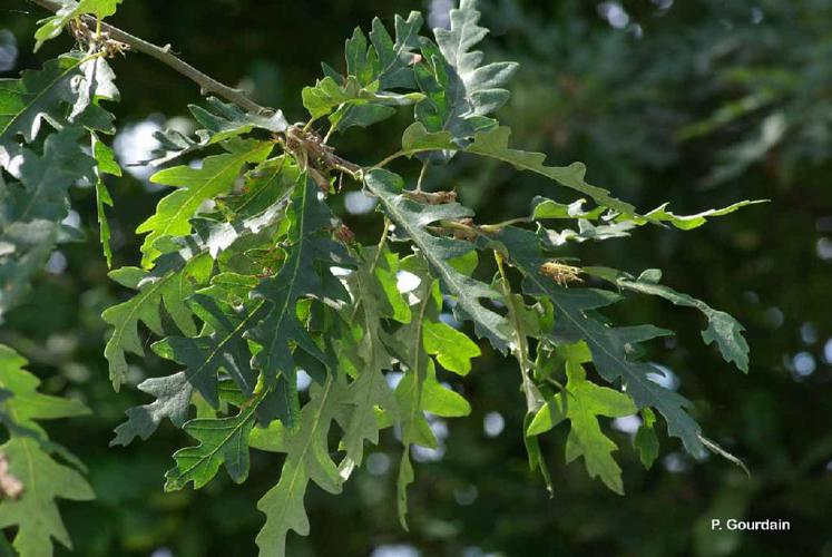 Chêne chevelu (Quercus cerris) © P. Gourdain