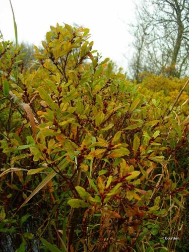 Piment royal (Myrica gale) © P. Gourdain