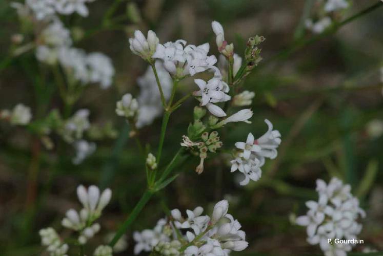 Gaillet rude (Galium pumilum) © P. Gourdain