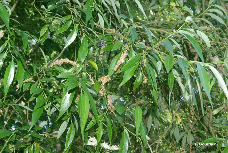 Saule blanc (Salix alba) © P. Gourdain