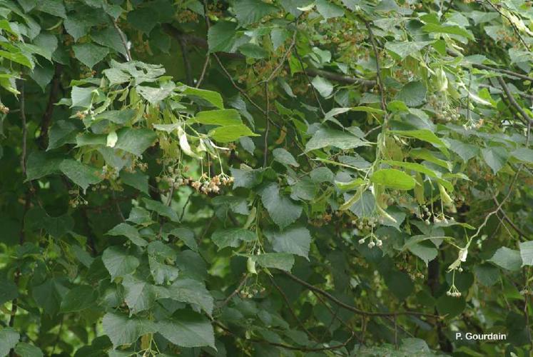 Tilleul à petites feuilles (Tilia cordata) © P. Gourdain