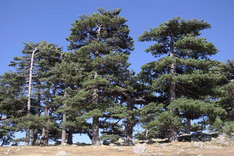 Pin noir d'Autriche (Pinus nigra subsp. laricio) © P. Gourdain