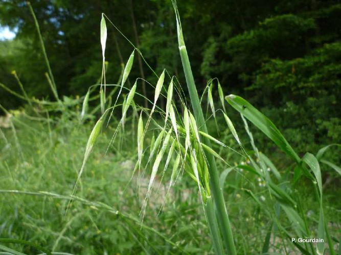 Avoine cultivée (Avena sativa) © P. Gourdain