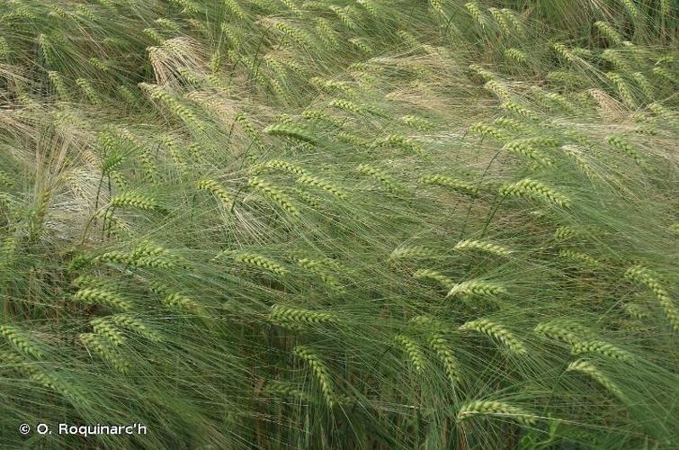 Orge carrée (Hordeum vulgare) © O. Roquinarc'h