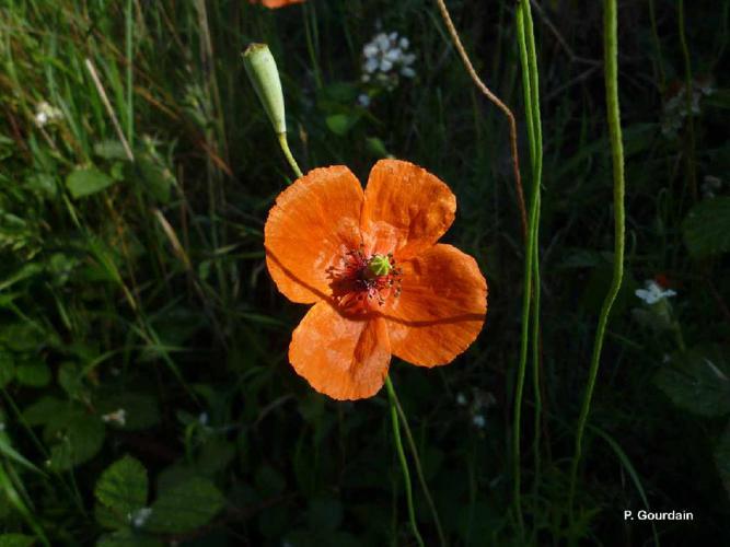 Pavot douteux (Papaver dubium) © P. Gourdain