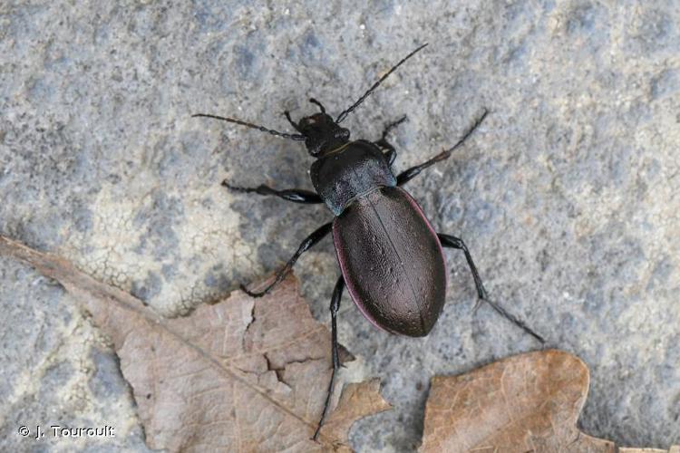 Carabe des bois (Carabus nemoralis) © J. Touroult